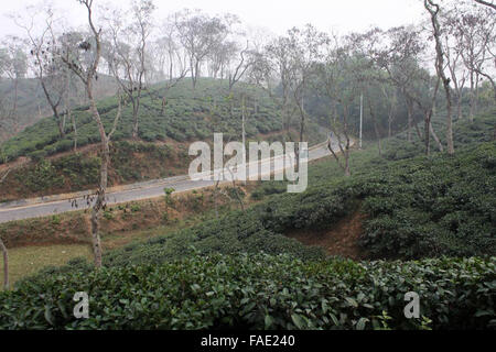 Ein Teegarten am Jaflong in Sylhet, Bangladesch Stockfoto