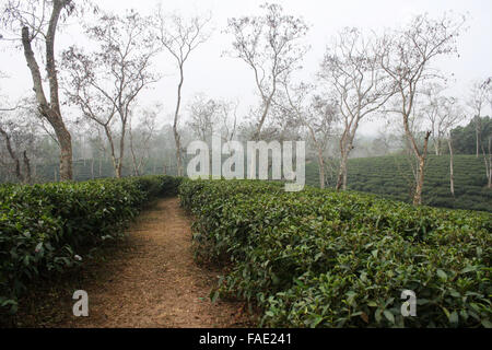Ein Teegarten am Jaflong in Sylhet, Bangladesch Stockfoto