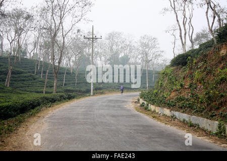 Ein Teegarten am Jaflong in Sylhet, Bangladesch Stockfoto