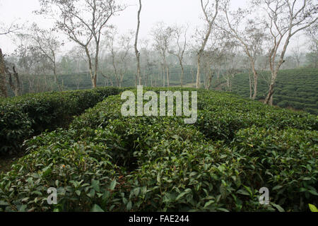 Ein Teegarten am Jaflong in Sylhet, Bangladesch Stockfoto