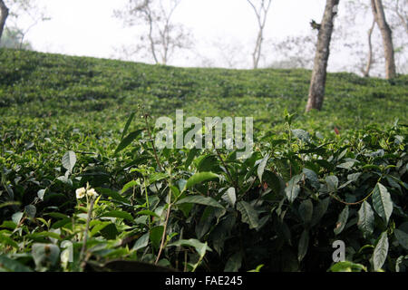 Ein Teegarten am Jaflong in Sylhet, Bangladesch Stockfoto