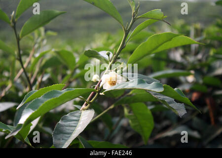 Ein Teegarten am Jaflong in Sylhet, Bangladesch Stockfoto