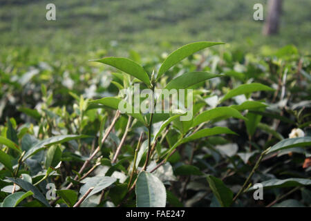 Ein Teegarten am Jaflong in Sylhet, Bangladesch Stockfoto