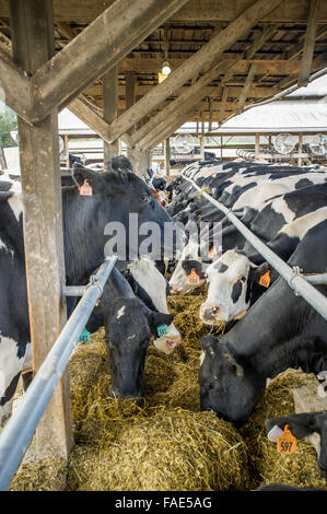 Viele Kühe auf einer Milchfarm Stockfoto