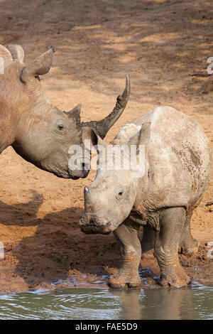 Breitmaulnashorn (Ceratotherium Simum) mit Kalb, Kumasinga Wasserloch, Mkhuze Wildreservat KwaZulu Natal, Südafrika Stockfoto