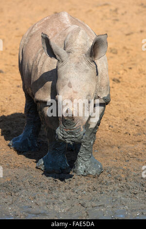 Breitmaulnashorn (Ceratotherium Simum) Kalb, Mkhuze Wildreservat KwaZulu Natal, Südafrika Stockfoto