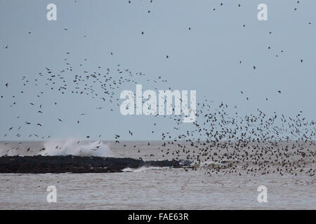 Aberystwyth, Wales, UK. 28. Dezember 2015. Weihnachten-Bank Holiday Montag. Murmurations (oder Herden) der Stare wirbelt über das Meer wie Wellen brechen gegen Felsen am Ende des Tages. Bildnachweis: Alan Hale/Alamy Live-Nachrichten Stockfoto