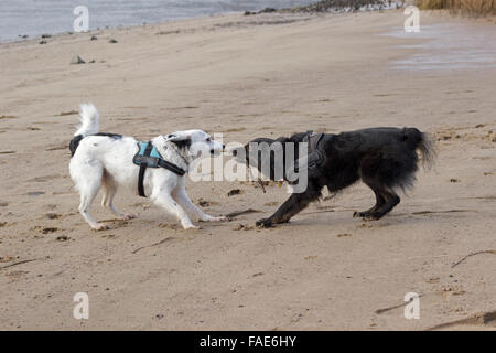 zwei Mischling Hunde kämpfen für einen stick Stockfoto