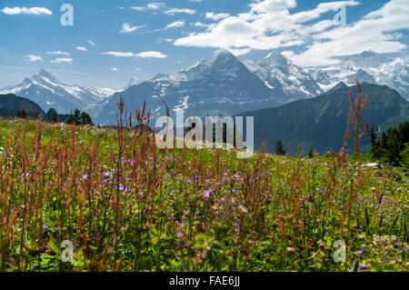 Alp im Sommer. Eiger, Mönch und Jungfrau Bergen im Hintergrund. Berner Oberland, Kanton Bern, Schweiz. Stockfoto