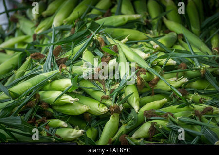 Mais-Stack zum Verkauf an einen örtlichen Bauernmarkt Stockfoto