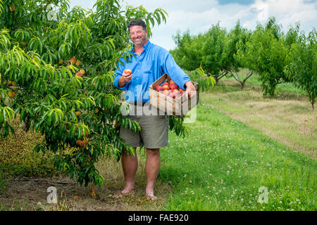 Mann posiert in seinen Pfirsich-Obstgarten Stockfoto