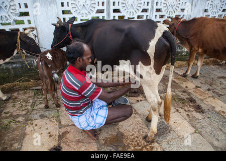 Ein Bauer eine Kuh zu melken, von Hand in Chidambaram, Tamil Nadu, Indien Stockfoto