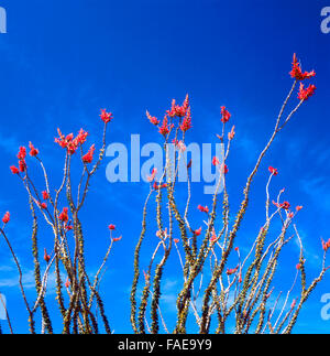 Frühling in der Sonora-Wüste. Die Ocotillo ist die seltsamsten aussehende Pflanze der Wüste. Kein Kaktus bezeichnet aber in der Regel t Stockfoto