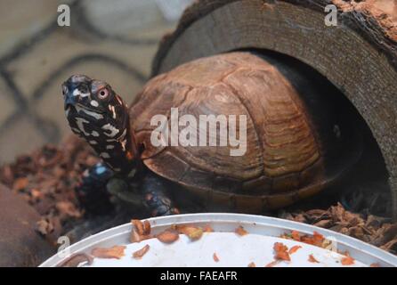 Schildkröte im aquarium Stockfoto