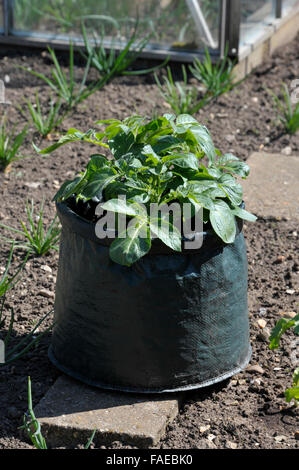 Container, die Kartoffeln in einem Platz sparenden Terrasse Tasche von Kompost gewachsen. Sorte Charlotte, eine wachsartige Salatsorte für Container geeignet. Stockfoto