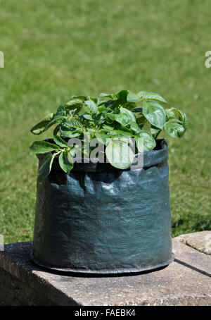 Container, die Kartoffeln in einem Platz sparenden Terrasse Tasche von Kompost gewachsen. Sorte Charlotte, eine wachsartige Salatsorte für Container geeignet. Stockfoto