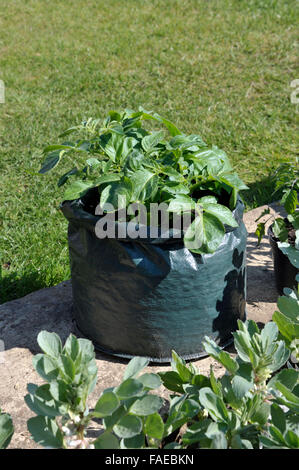 Container, die Kartoffeln in einem Platz sparenden Terrasse Tasche von Kompost gewachsen. Sorte Charlotte, eine wachsartige Salatsorte für Container geeignet. Stockfoto