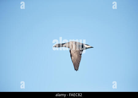 Dunkel-bellied Brent Goose, Branta Bernicla Bernicla im Flug, Stockfoto