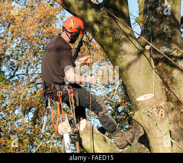 Baumpfleger aus einem Ast eines großen Baumes hängen, während es Einschlag.  Die männliche Arbeitnehmer trägt volle Kettensäge Sicherheitsausrüstung Stockfoto