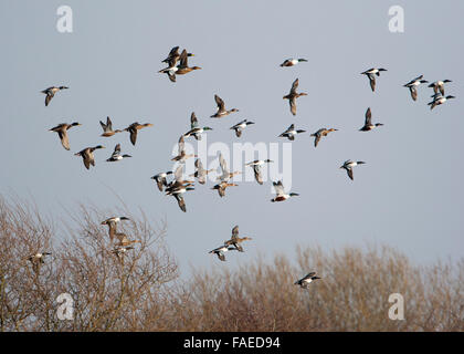 Löffelente, nördlichen Löffelente Anas Clypeata, Herde im Flug, Stockfoto