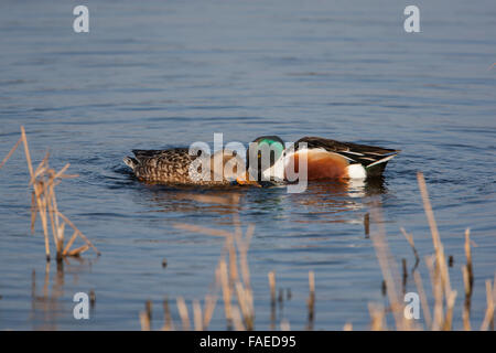 Löffelenten, nördlichen Löffelenten, Anas Clypeata, paar, Drake, Männlich, Baden, füttern Stockfoto