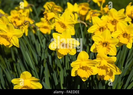 Nahaufnahme von Narzissen in voller Blüte Stockfoto