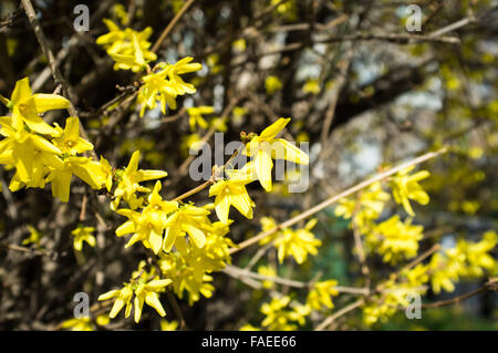 Nahaufnahme Detail der gelben Blüten auf Zweigen Stockfoto