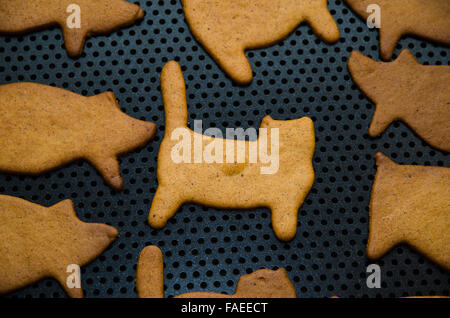 Neu gebackenen Lebkuchen Katze Figur auf ein Backblech legen Stockfoto