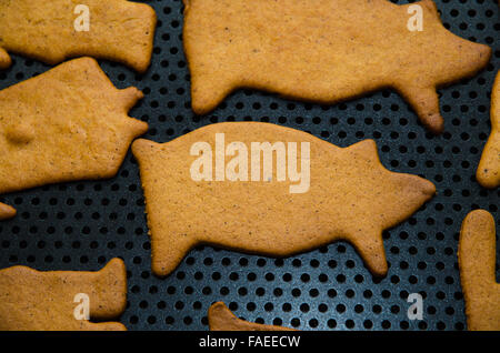 Neu gebackenen Lebkuchen Schwein Figur auf ein Backblech legen Stockfoto