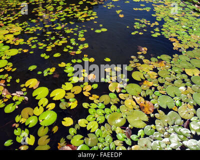 Zierfische Teich des Jardins de Pa'ofa' ich (Garten der Paofai) in Papeete, Französisch-Polynesien. Stockfoto