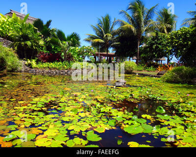 Zierfische Teich des Jardins de Pa'ofa' ich (Garten der Paofai) in Papeete, Französisch-Polynesien. Stockfoto