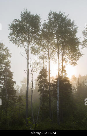 Morgennebel in den Bäumen in Marathon Ontario Kanada Stockfoto