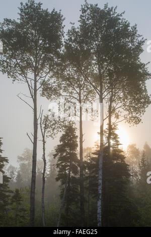 Morgennebel in den Bäumen in Marathon Ontario Kanada Stockfoto