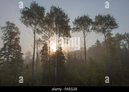 Morgennebel in den Bäumen in Marathon Ontario Kanada Stockfoto