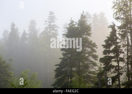 Morgennebel in den Bäumen in Marathon Ontario Kanada Stockfoto