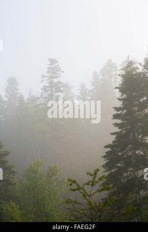 Morgennebel in den Bäumen in Marathon Ontario Kanada Stockfoto