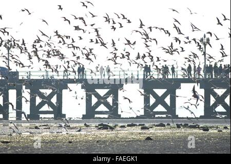 Qingdao, China Shandong Provinz. 28. Dezember 2015. Lachmöwen fliegen über das Meer in Qingdao, der ostchinesischen Provinz Shandong, 28. Dezember 2015. © Wang Haibin/Xinhua/Alamy Live-Nachrichten Stockfoto