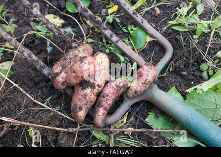 Umgraben pink Fir Apple Kartoffeln aus Heim Garten Ernte Stockfoto