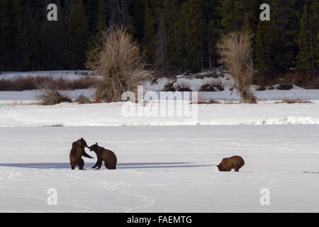 Grizzly Bear #610 des Grand Teton National Park spielt mit einem ihrer drei jungen auf dem gefrorenen Eis von Oxbow Bend. Stockfoto