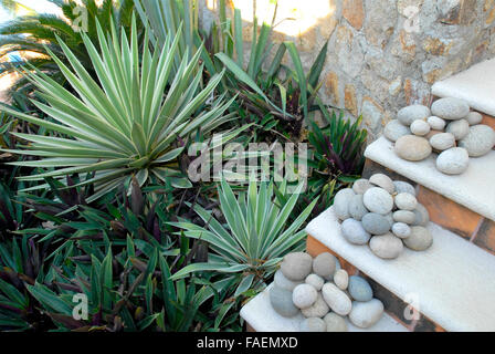 Acapulco, Mexiko: Agave Garten mexikanischen Zuhause Stockfoto