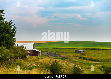 Gehöft in ländlichen südlichen Alberta Kanada Stockfoto