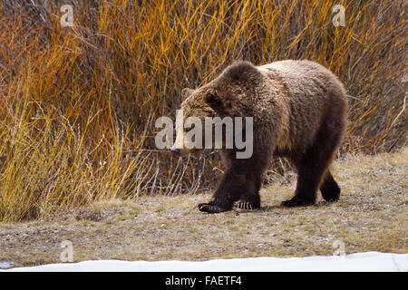 Ein erwachsener männlicher Grizzlybär Spaziergänge entlang einer Lichtung durch Weiden im Grand-Teton-Nationalpark, Wyoming. Stockfoto