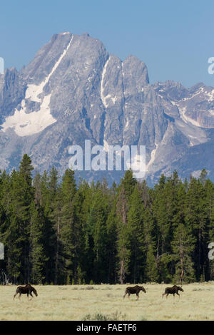 Zwei Elche Kälber gehen vor ihrer Mutter unter Mount Moran in Grand Teton Nationalpark, Wyoming. Stockfoto