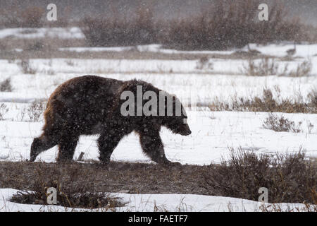 Ein männlicher Grizzlybär durchschreitet Willow Flats bei einem späten Wintersturm im Grand-Teton-Nationalpark, Wyoming. Stockfoto