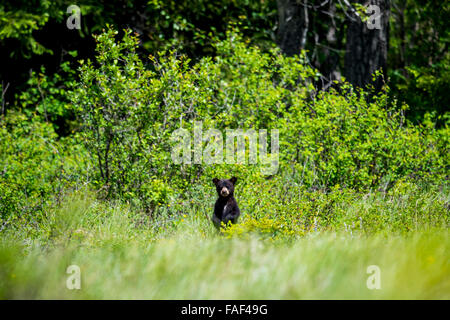 Neugierig Black Bear Cub stehen in hohe Gräser, Waterton Nationalpark Alberta Kanada Stockfoto