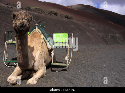 Kamele müssen für Touristen im Timanfaya-Nationalpark auf der Kanarischen Insel Lanzarote, Spanien, 9. Oktober 2015 warten. Der Nationalpark Timanfaya ist im südwestlichen Teil der Insel und umfasst eine Fläche von 51,07 qkm. Die Landschaft erhielt seine bizarre Form während der gewaltige Vulkanausbrüche zwischen 1730 und 1736. 8 Millionen Kubikmeter Lava zerstörte Dörfer und Bauernhöfe. Rundreisen sind nur möglich mit dem Bus, da die Gegend nicht zu Fuß erkundet werden kann. Foto: Peter Zimmermann - kein Draht-Dienst- Stockfoto