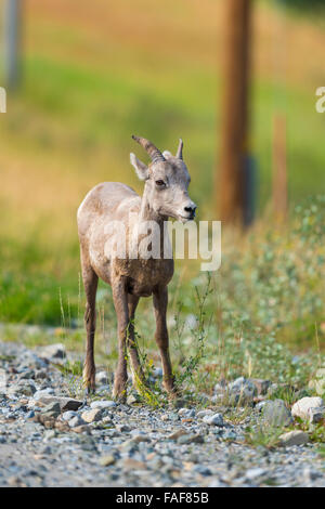 Baby Rocky Mountain Bighorn Schafe am Straßenrand, Alberta, Kanada Stockfoto