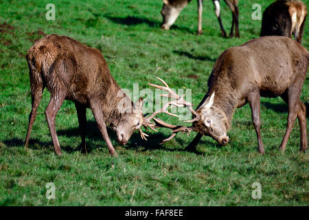 Ashton Gericht Estate, UK. 29. Dezember 2015. UK-Wetter: warmen, sonnigen Tag im Winter und die Hirsche sind bei Ashton Gericht Estate, die besucht werden von vielen Menschen täglich das ganze Jahr gesehen. Robert Timoney/AlamyLiveNews Stockfoto