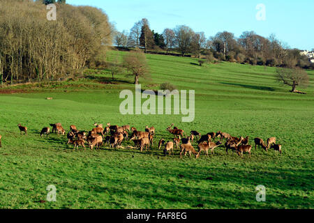 Ashton Gericht Estate, UK. 29. Dezember 2015. UK-Wetter: warmen, sonnigen Tag im Winter und die Hirsche sind bei Ashton Gericht Estate, die besucht werden von vielen Menschen täglich das ganze Jahr gesehen. Robert Timoney/AlamyLiveNews Stockfoto