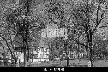 Baumblüte Im Frühling in Imbach Bei Leverkusen, Deutschland 1920er Jahre. Bäume in Blütezeit bei Imbach in der Nähe von Leverkusen, Deutschland der 1920er Jahre. Stockfoto